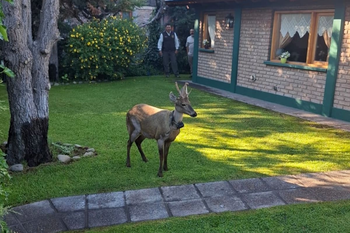 Los agentes de Parques Nacionales intentan recapturar al huemul.