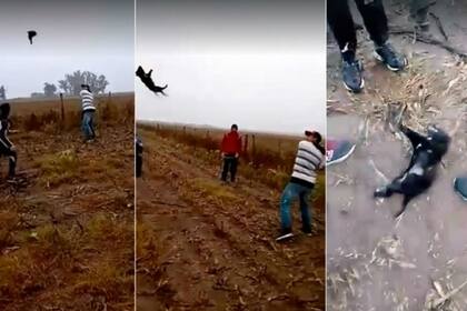 Los agresores aún no fueron indentificados - Fuente: Twitter