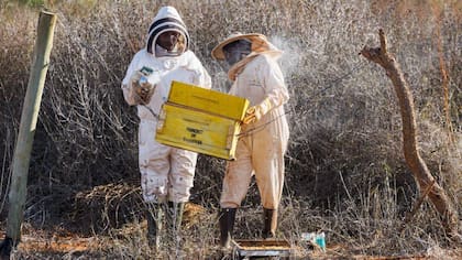 Los agricultores buscan frenar el avance de los elefantes sobre sus tierras con las abejas.