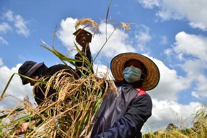 Los agricultores cosechan arroz en un campo de arroz en la provincia sureña de Naratahiwat, en Tailandia, el 18 de febrero de 2021