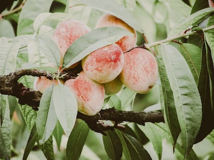 Los agricultores de Texas protegen sus duraznos de las heladas tardías con ventiladores antihielo
