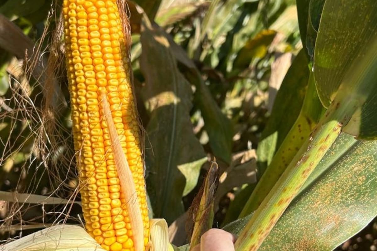 Los agricultores esperan que el maíz, el cultivo más extendido en Estados Unidos, se acerque este año al umbral de rentabilidad