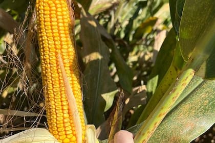 Los agricultores esperan que el maíz, el cultivo más extendido en Estados Unidos, se acerque este año al umbral de rentabilidad