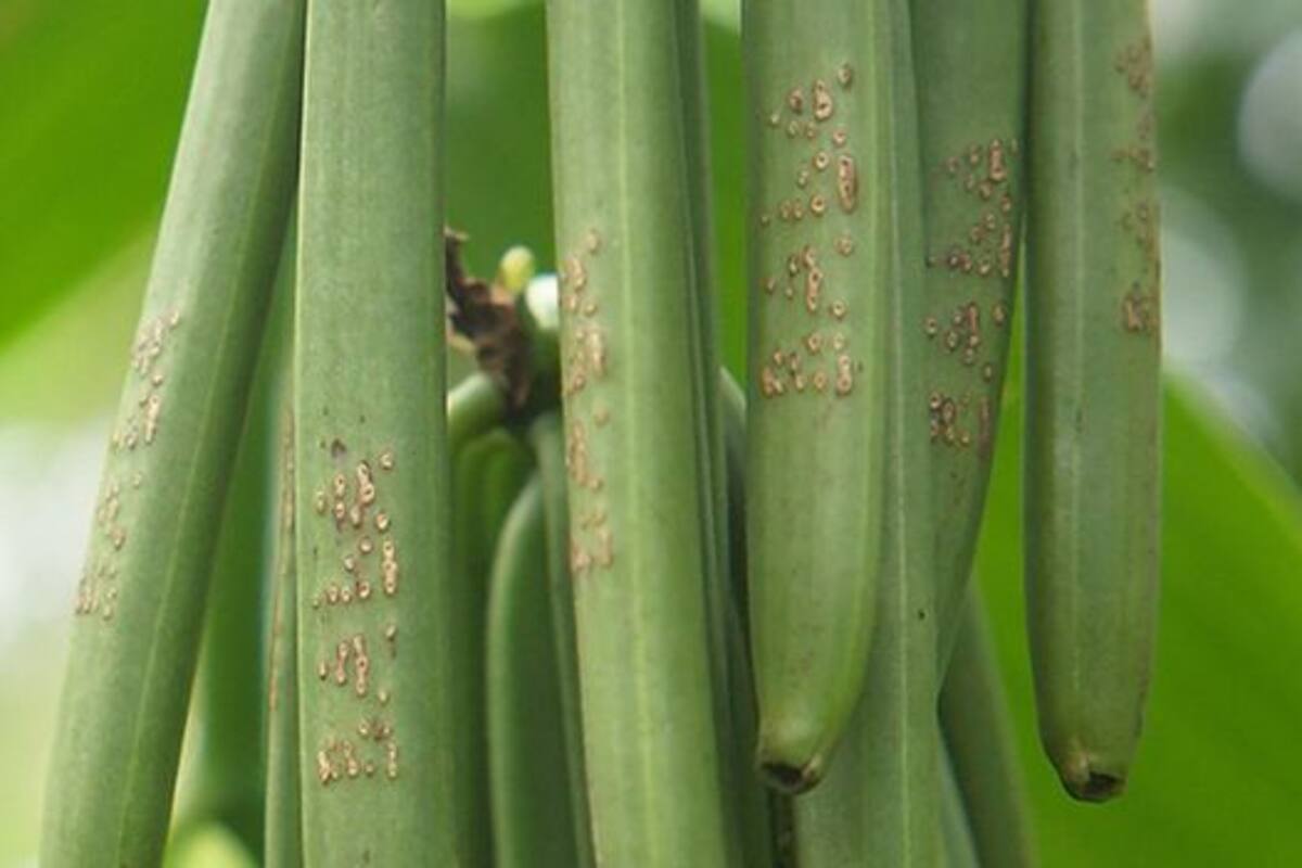 Los agricultores graban sus nombres, o a veces números en serie, en las vainas para desalentar los robos
