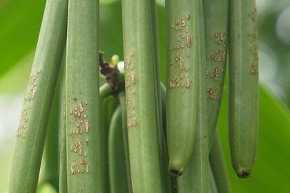 Los agricultores graban sus nombres, o a veces números en serie, en las vainas para desalentar los robos