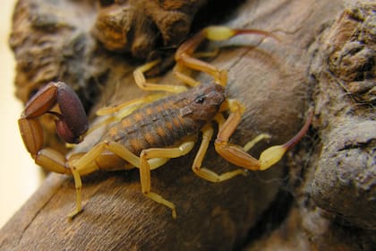 Los alacranes invaden Asuán, Egipto tras una serie de inundaciones. Imagen Ilustrativa