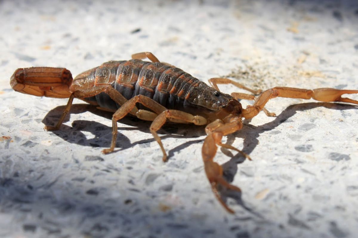 Los alacranes se encuentran tanto en zonas rurales como en zonas urbanas