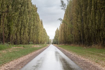 Los álamos son protagonistas en los caminos que conducen a la chacra de la bodega.