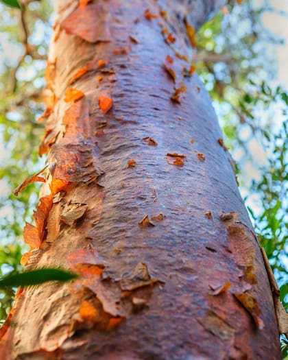 Los albañiles mayas usaban la savia de árboles como el Jiote (Bursera simaruba) para ayudar a endurecer su mortero de cal.