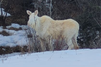 Los alces blancos son extremadamente raros y tienen una importancia cultural en Canadá
