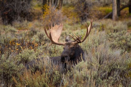 Los alces suelen mudar sus cuernos durante el invierno