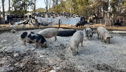 Los alimentos asociados con la triquinosis son productos o subproductos provenientes de carne de cerdo cruda o mal cocida