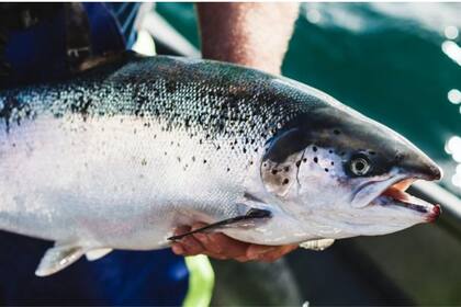 Los alimentos para salmones se fabrican cada vez más a base de plantas