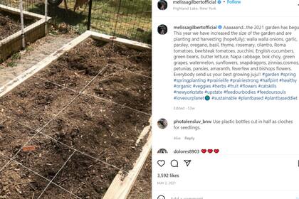 Los alimentos y hortalizas que planta en el jardín de su casa