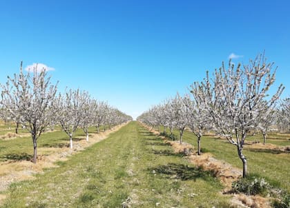 Los almendros en flor