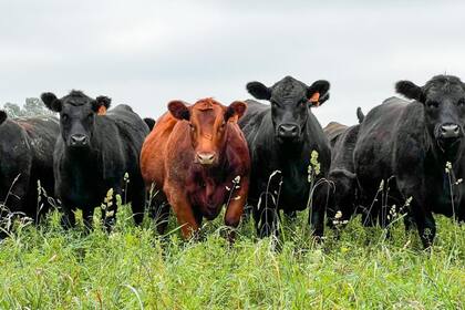 Los altos niveles representan una amenaza para la salud humana y la de los animales