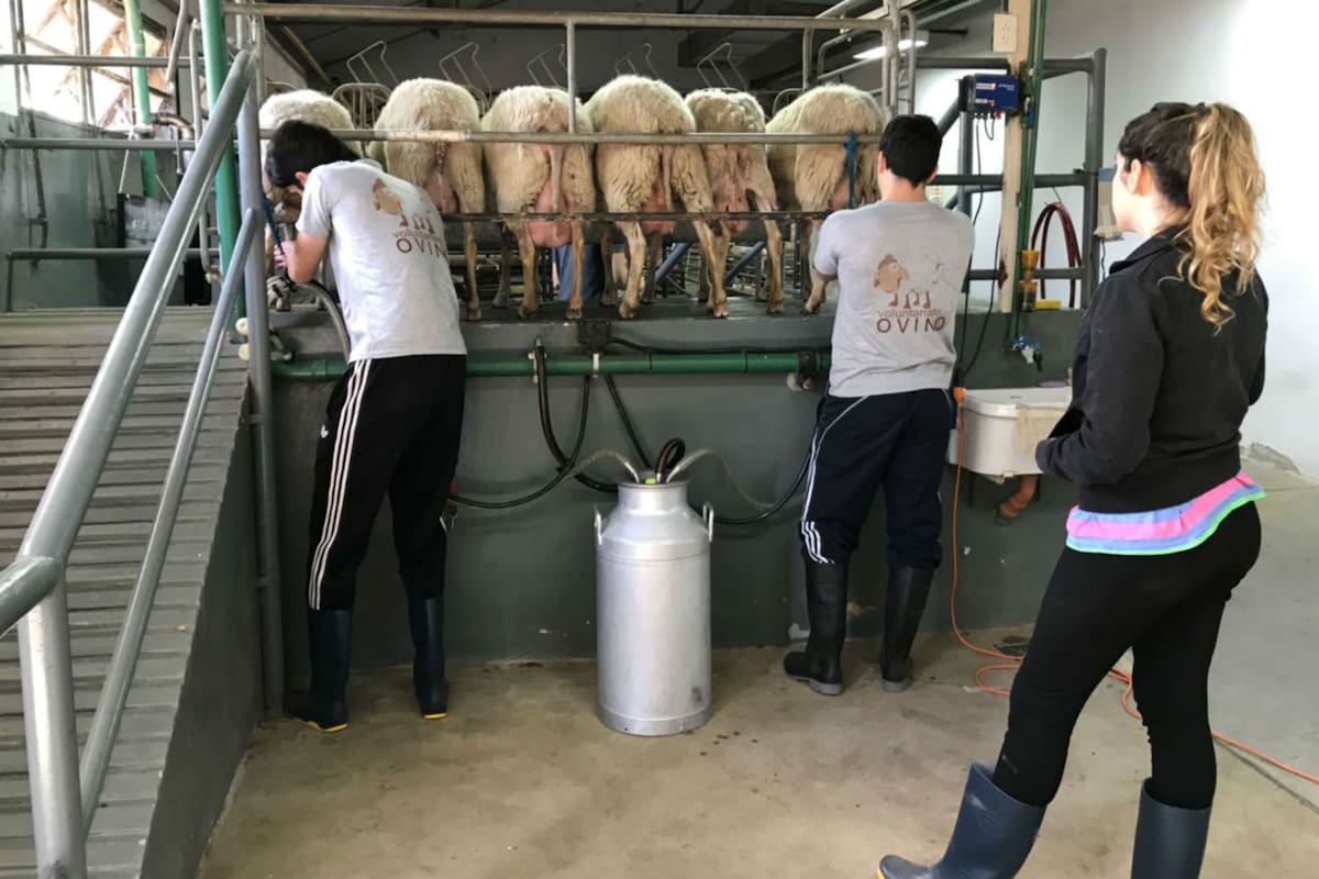 Los alumnos en el tambo