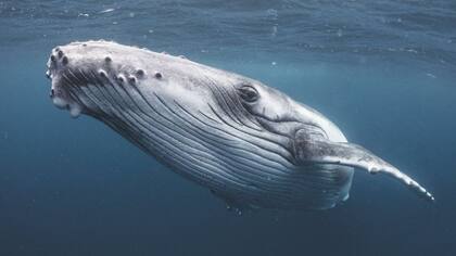 Los ambientalistas temen que especies de ballenas como la jorobada puedan verse afectadas por la minería en aguas profundas