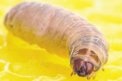 Los "Eurythenes plasticus" son minicrustáceos que habitan los océanos