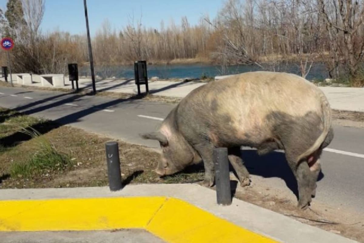 Los animales aparecieron en las calles de Nordelta