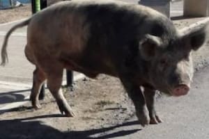 Los animales aparecieron en los espacios verdes de Nordelta
