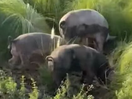 Los animales aparecieron en los espacios verdes de Nordelta