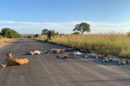Los animales aprovecharon para descansar. Fuente: Richard Sowry/Kruger National Park