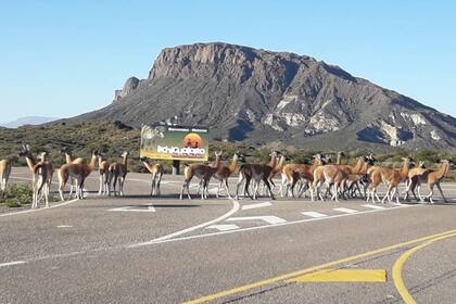 Los animales aprovecharon que la gente está encerrada por la cuarentena para caminar en grupos por el acceso al parque provincial sanjuanino