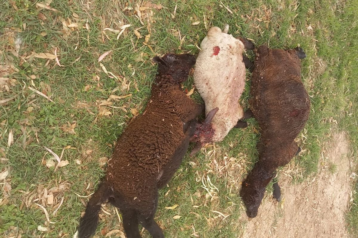 Los animales atacados por los perros en la localidad de Larroque
