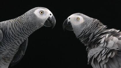 Los animales brindan muchos ejemplos de cómo las amistades pueden florecer incluso cuando los amigos están separados