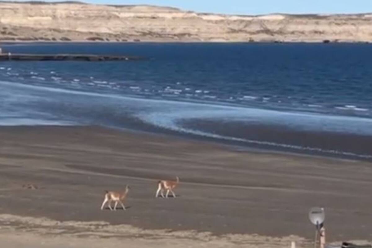 Los animales caminan por la playa de la localidad turística de la Península Valdés, en una imagen absolutamente inédita