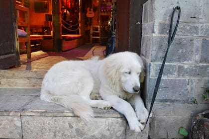 Los animales de compañía, más protegidos