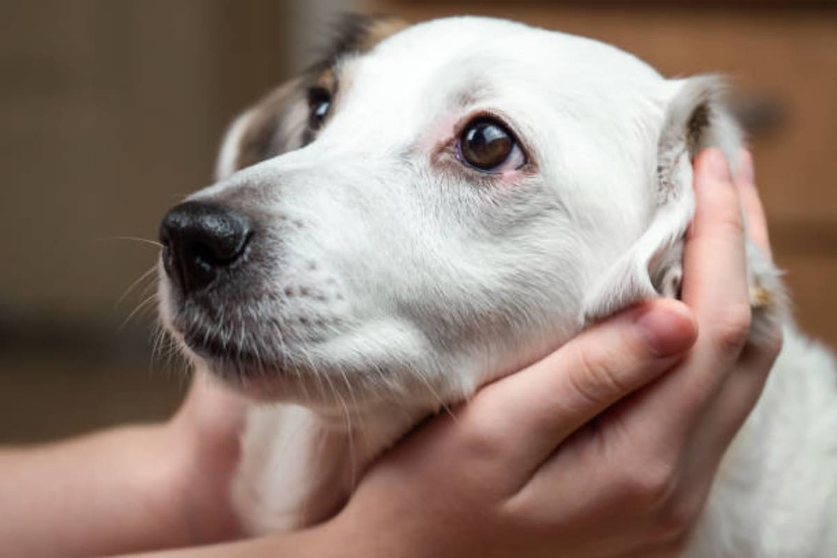 Los animales de compañía suelen experimentar estrés por las explosiones repentinas (Foto: PIXABAY)
