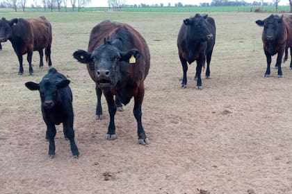 Los animales del establecimiento de la familia Guzzeta
