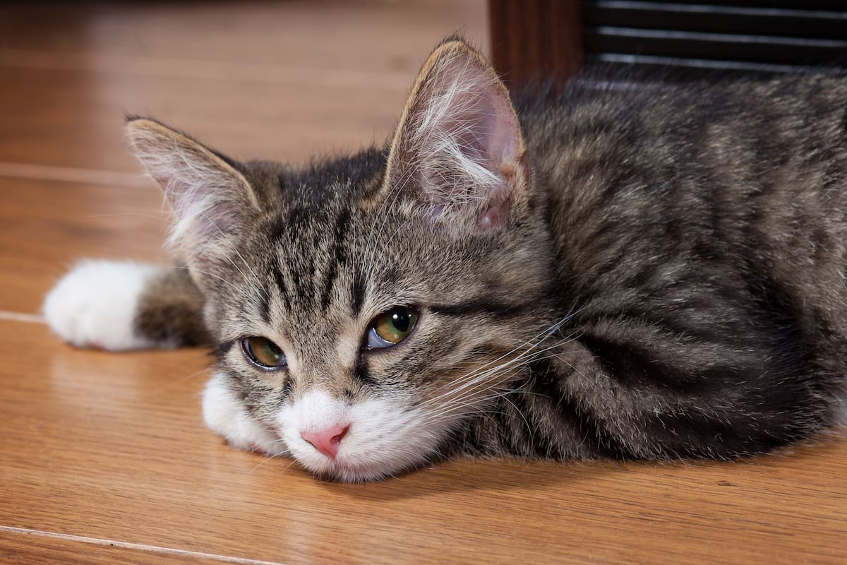 Los animales emplean moléculas para comunicarse y los gatos no son la excepción pero, ¿por qué es tan intenso el olor de su orina?