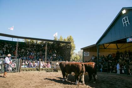 Los animales en la pista, con fuerte demanda