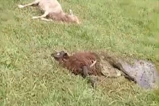 La desesperación de un productor que perdió casi todas sus ovejas por un ataque de perros