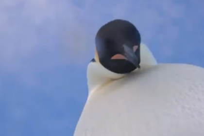 Los animales encontraron una cámara y se hicieron un video que generó más de 130.000 visualizaciones