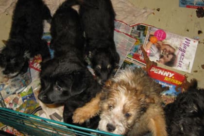 Los animales estaban rodeados de basura