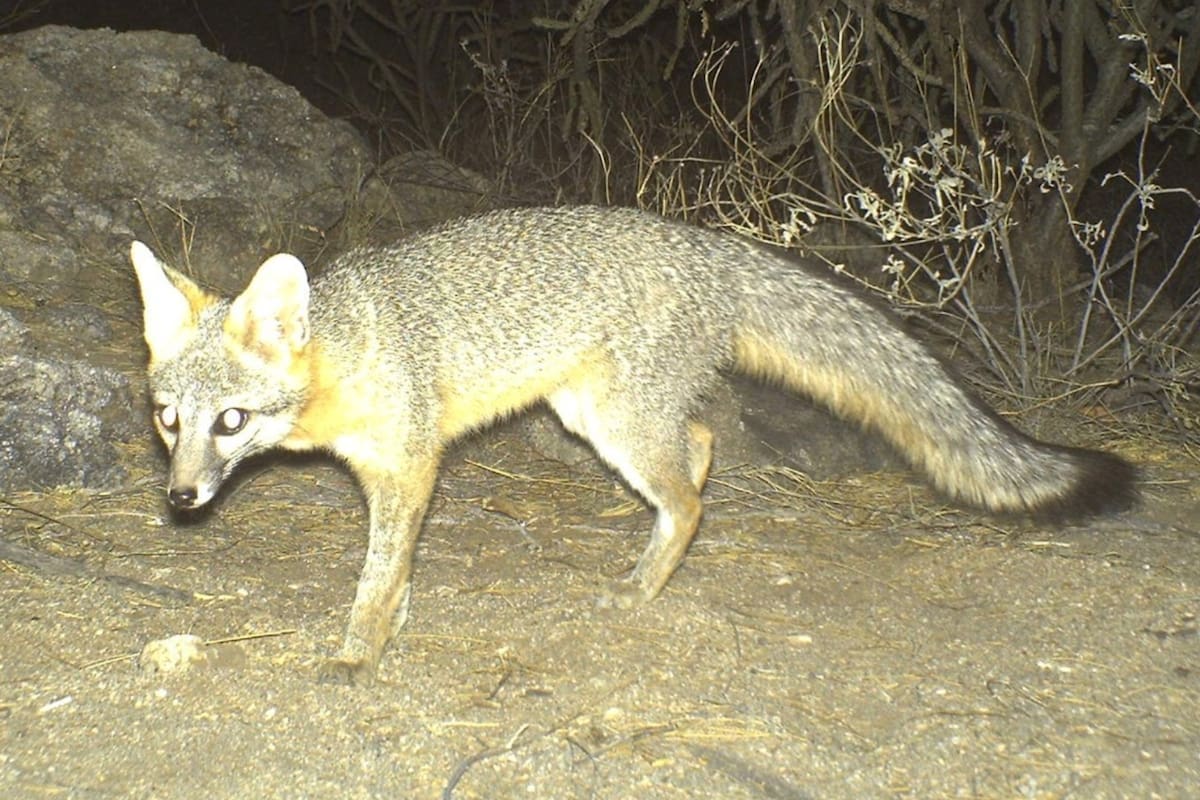 Los animales están actuando raro en Arizona