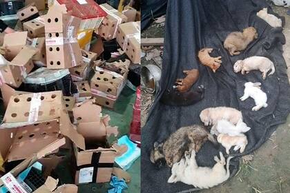 Apenas un 5% de los animales sobrevivieron al encierro y fueron rescatados