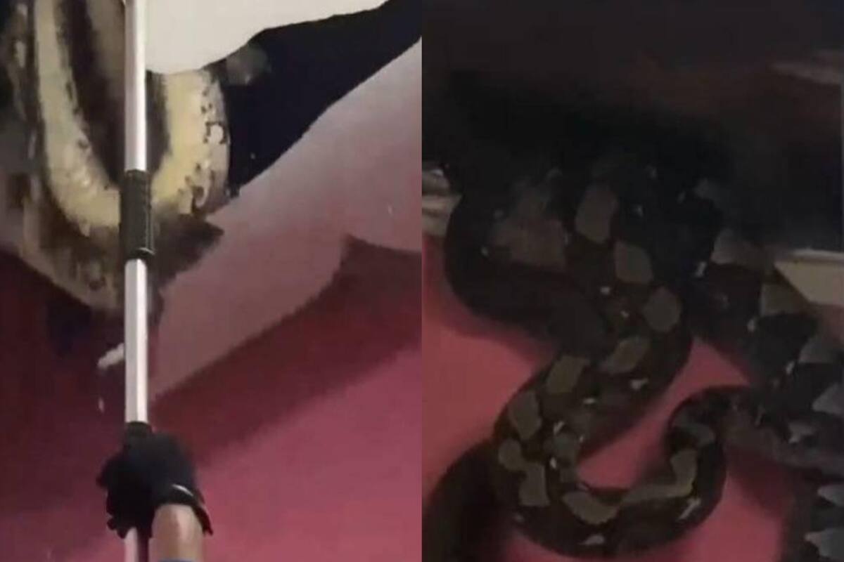 Los animales fueron liberados (Foto: @MalaysiaGazette)