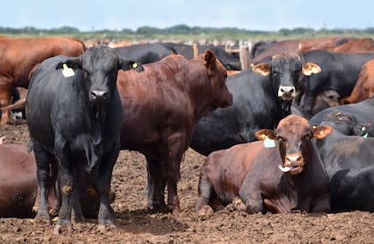Los animales ingresados al feedlot son engordados con alimento balanceado durante 90 días hasta alcanzar los 430 kilos. Con ese peso, son trasladados a su planta frigorífica de Ciclo 1 y 2