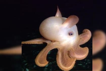 Los animales llaman la atención por sus particularidades (Foto Instagram @convergencias.digital)