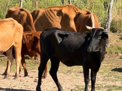 Los animales llevan más de un mes en el predio de la Rural de La Cruz
