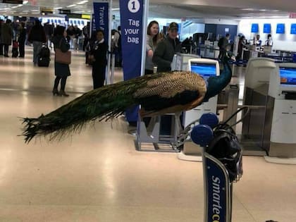 Los animales más insólitos a bordo de un avión