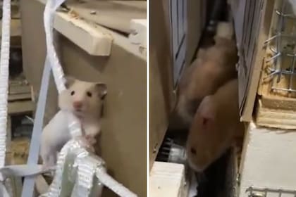 Los animales masticaron cables que dañaron la aeronave
