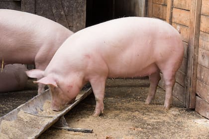 Los animales menores, como los porcinos no confinados, se aplicaría una señal voluntaria