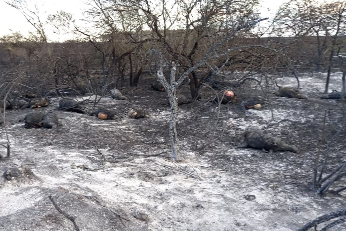 Los animales muertos en el campo de la familia de Agustin Aguerre