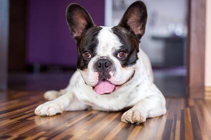 Los animales muertos formaban parte de un contingente de unos 500 cachorros que se trasladaban para ser vendidos en norteamérica, según las sospechas de los investigadores